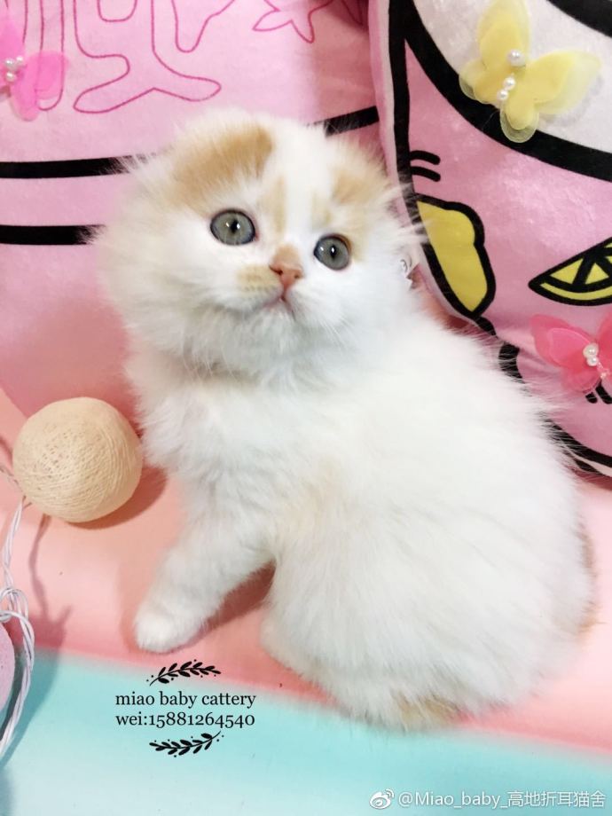 萌宠喵星人图片_超高颜值苏格兰折耳猫咪萌图