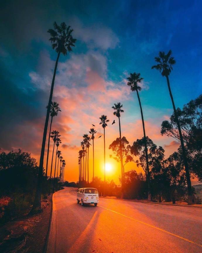 Los Angeles California落日下的棕榈树风景图片