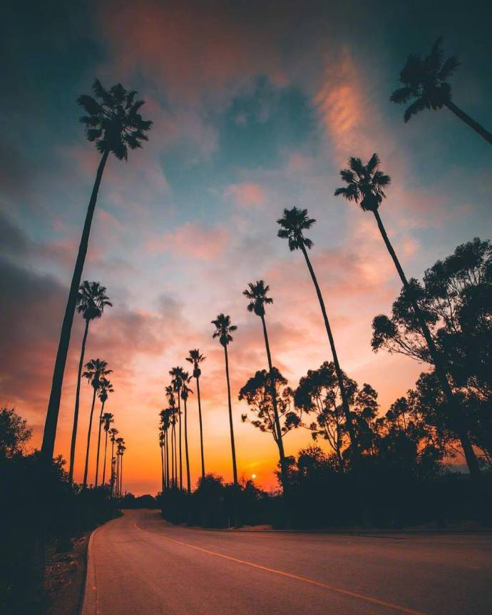 Los Angeles California落日下的棕榈树风景图片