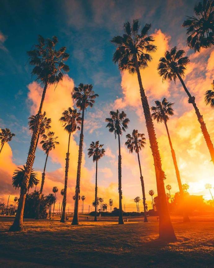 Los Angeles California落日下的棕榈树风景图片