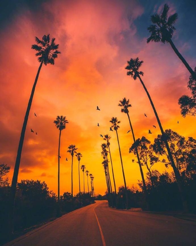 Los Angeles California落日下的棕榈树风景图片