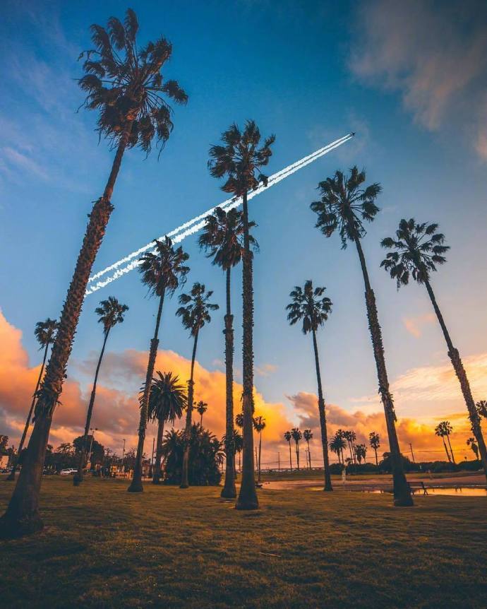 Los Angeles California落日下的棕榈树风景图片