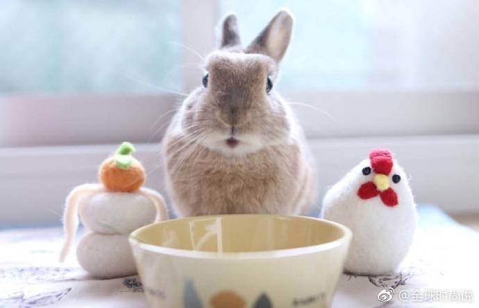 萌萌哒小兔子图片_不要吃兔兔