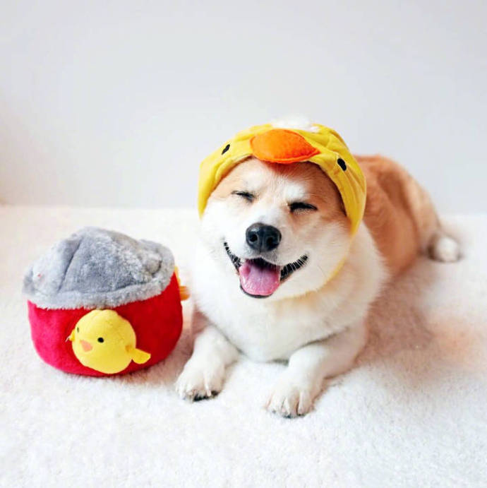 萌宠柴犬图片_控制住脾气不要想太多要经常笑