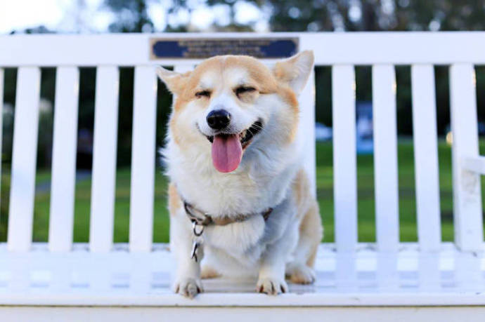 萌宠柴犬图片_控制住脾气不要想太多要经常笑