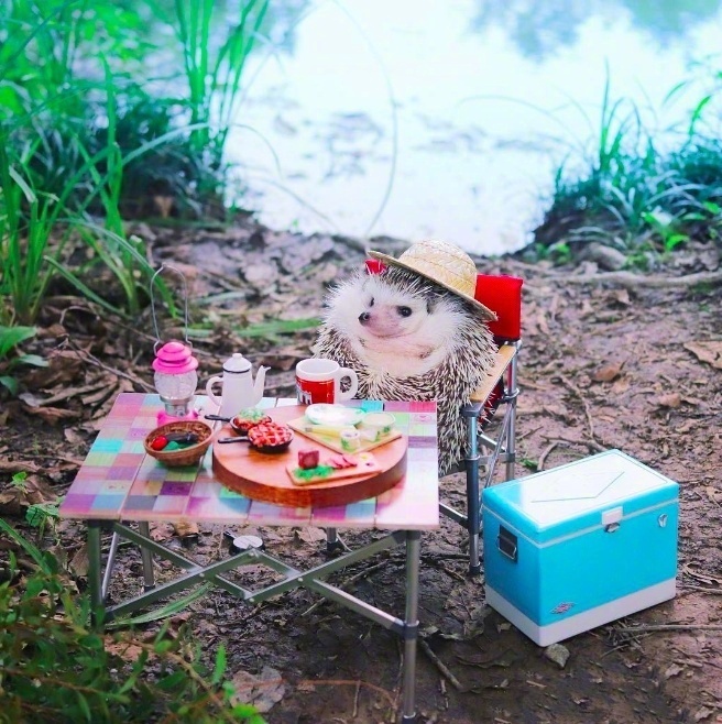 萌宠动物图片_一组萌出血的刺猬写真照