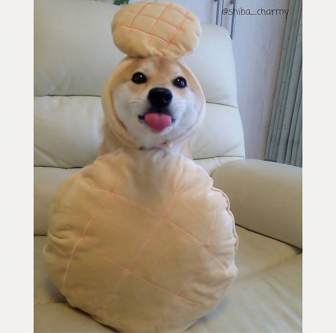 萌到犯规的狗狗图片