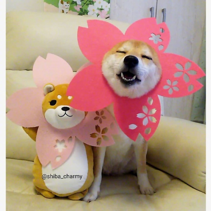 萌到犯规的狗狗图片