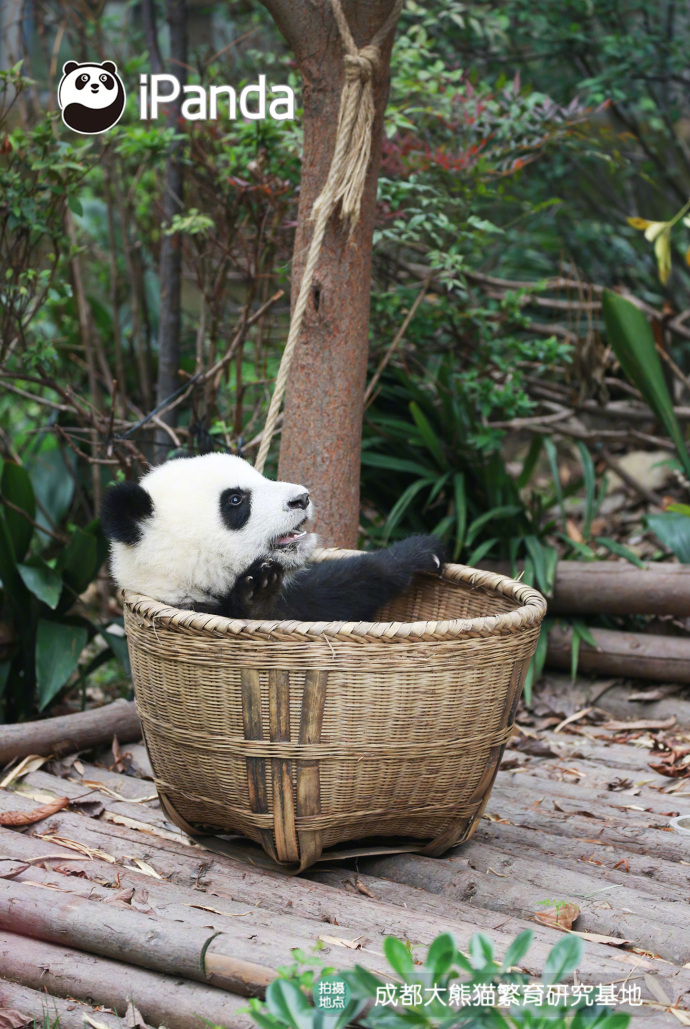 国宝大熊猫图片_我想去流浪,带上我的筐