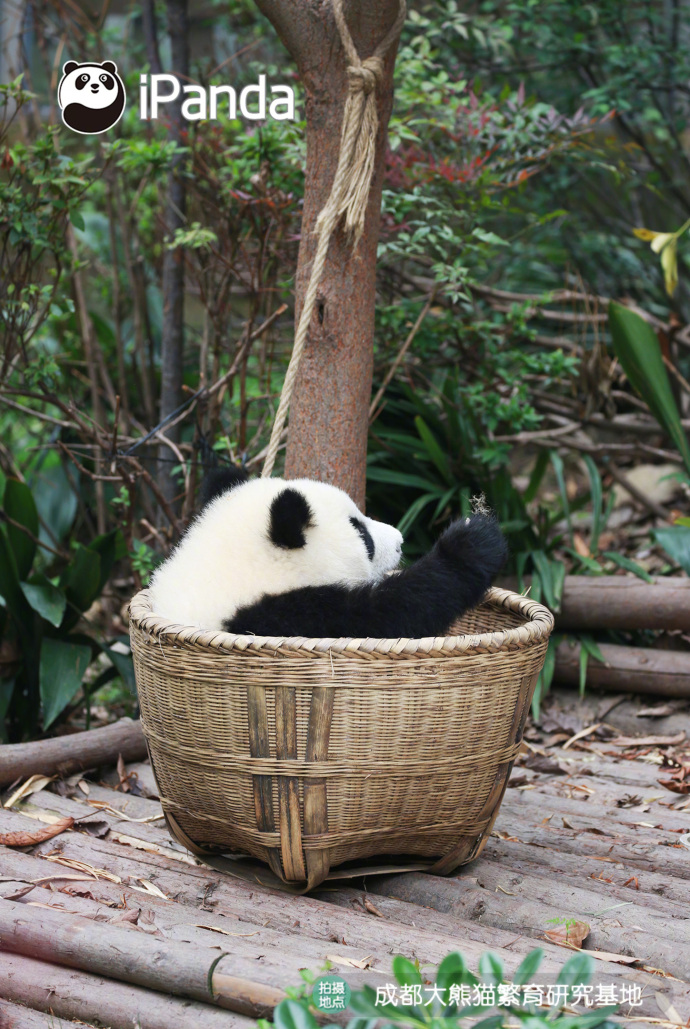 国宝大熊猫图片_我想去流浪,带上我的筐