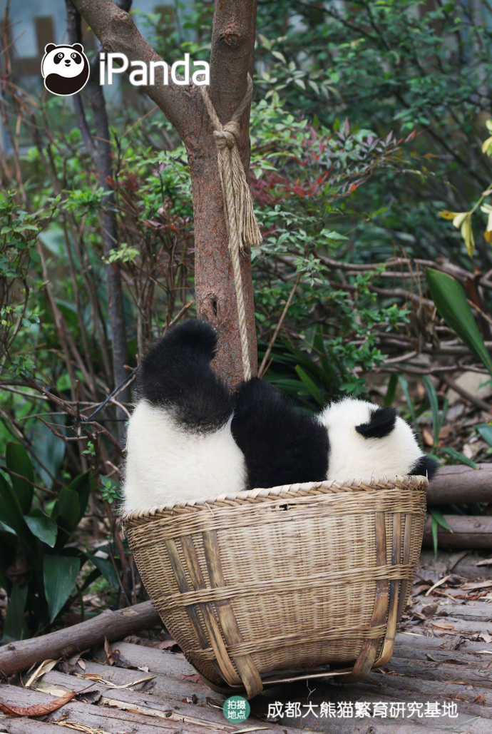 国宝大熊猫图片_我想去流浪,带上我的筐