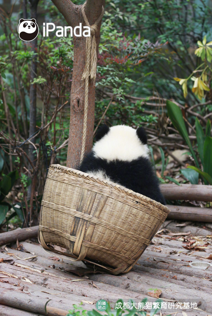 国宝大熊猫图片_我想去流浪,带上我的筐