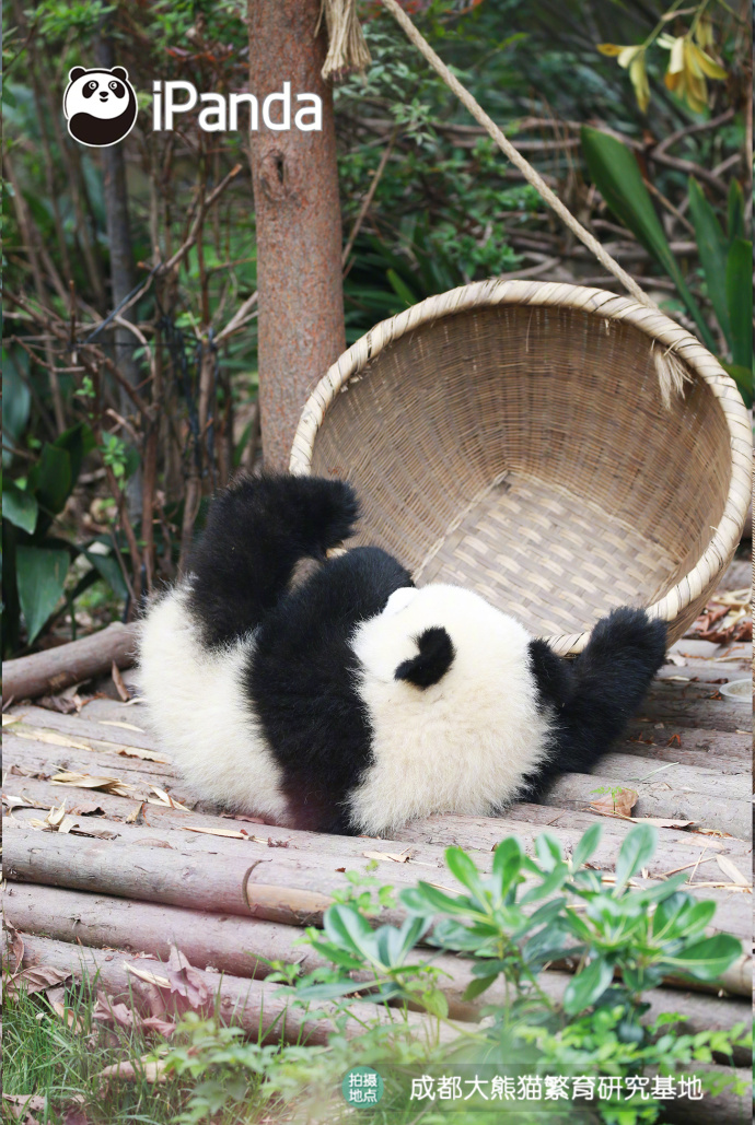 国宝大熊猫图片_我想去流浪,带上我的筐