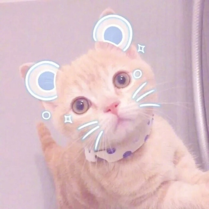 唯美猫咪图片_小奶猫卖萌图片