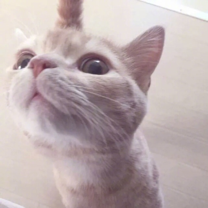 唯美猫咪图片_小奶猫卖萌图片