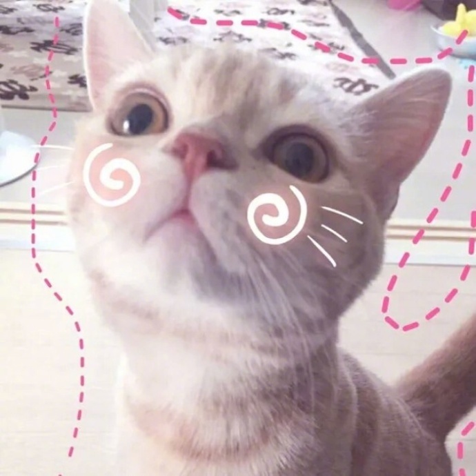 唯美猫咪图片_小奶猫卖萌图片