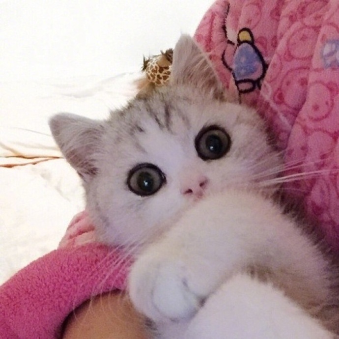 唯美猫咪图片_小奶猫卖萌图片