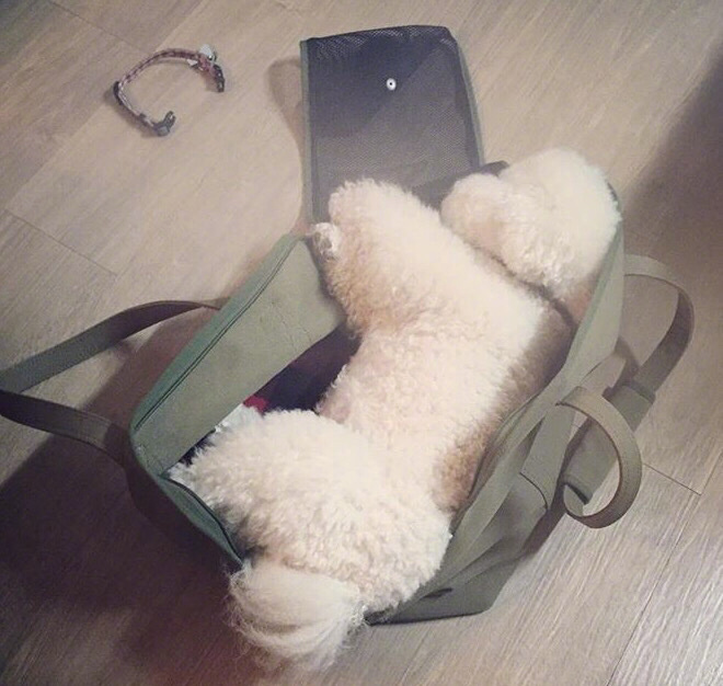 超可爱棉花糖萌宠贵宾犬图片