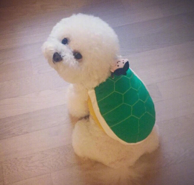 超可爱棉花糖萌宠贵宾犬图片