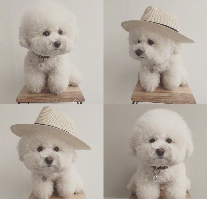 超可爱棉花糖萌宠贵宾犬图片