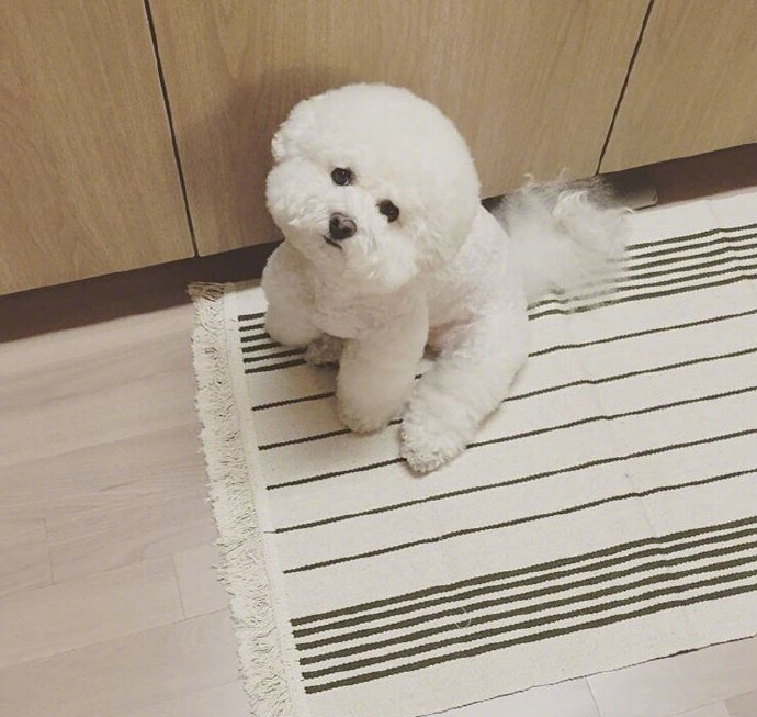 超可爱棉花糖萌宠贵宾犬图片