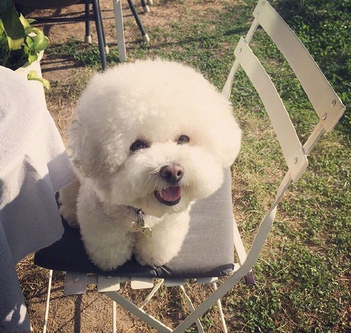 超可爱棉花糖萌宠贵宾犬图片