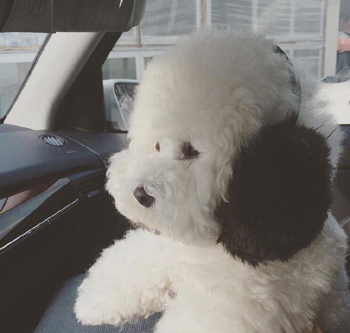超可爱棉花糖萌宠贵宾犬图片