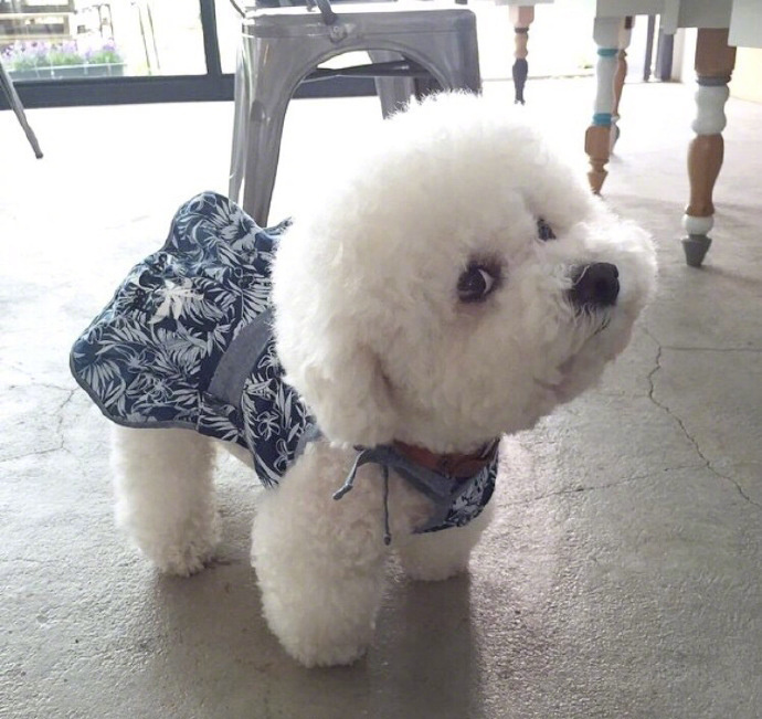 超可爱棉花糖萌宠贵宾犬图片