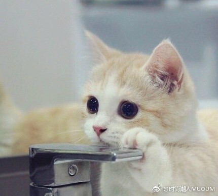 可爱折耳猫图片_就想这样一直看着你