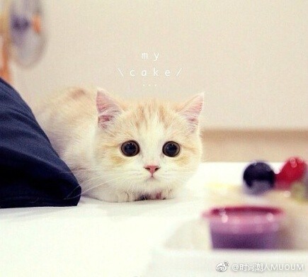 可爱折耳猫图片_就想这样一直看着你