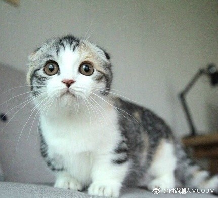 可爱折耳猫图片_就想这样一直看着你