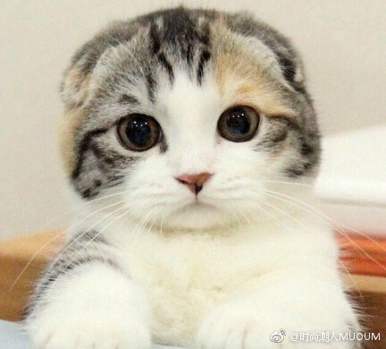 可爱折耳猫图片_就想这样一直看着你