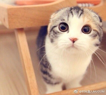 可爱折耳猫图片_就想这样一直看着你