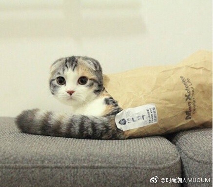 可爱折耳猫图片_就想这样一直看着你