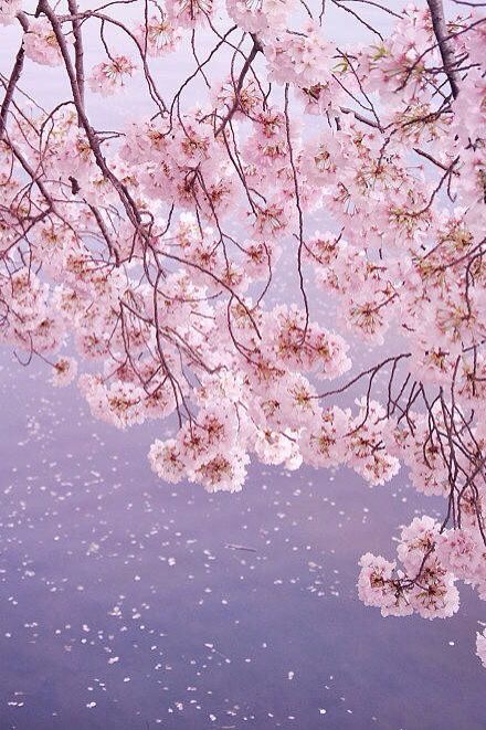 唯美花海壁纸图片 如果你知道 每一季花开 都是 唯美图片 Mn52图库