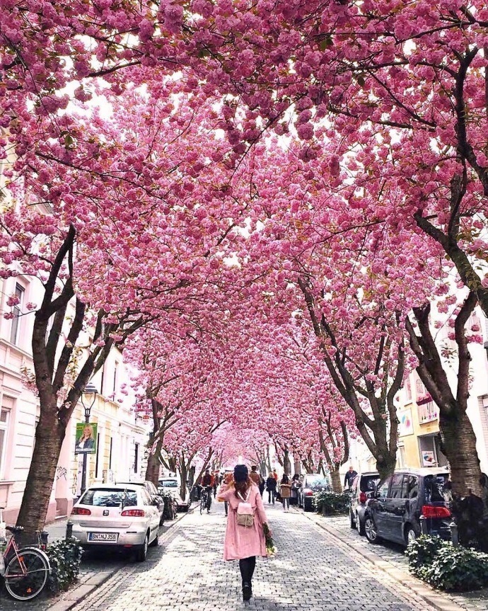德国波恩赫尔街(Heerstrasse)的樱花巷风景图片好浪