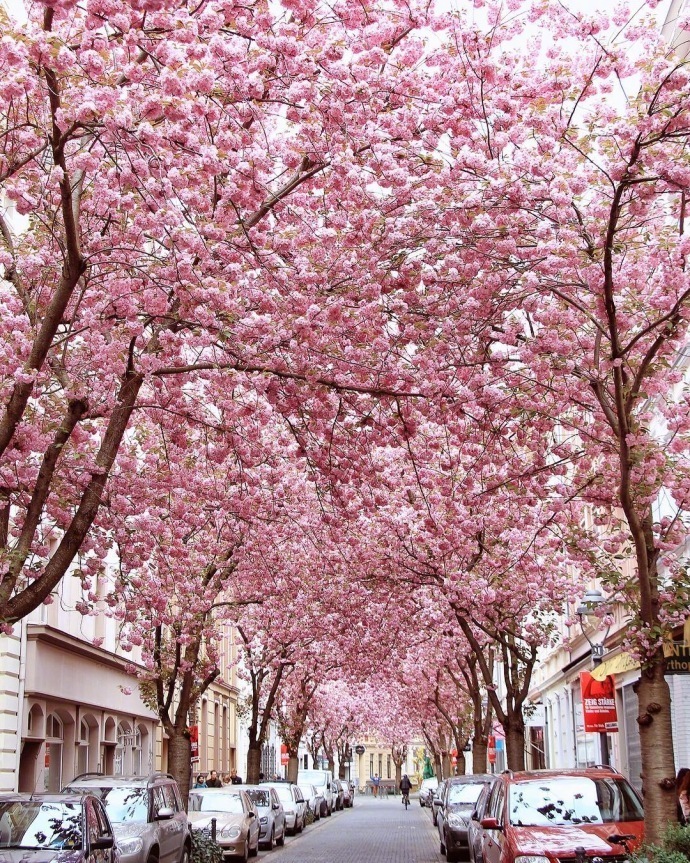 德国波恩赫尔街(Heerstrasse)的樱花巷风景图片好浪