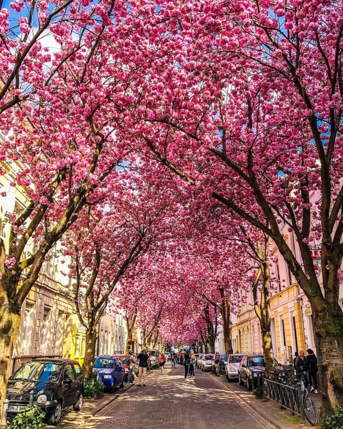 德国波恩赫尔街(Heerstrasse)的樱花巷风景图片好浪