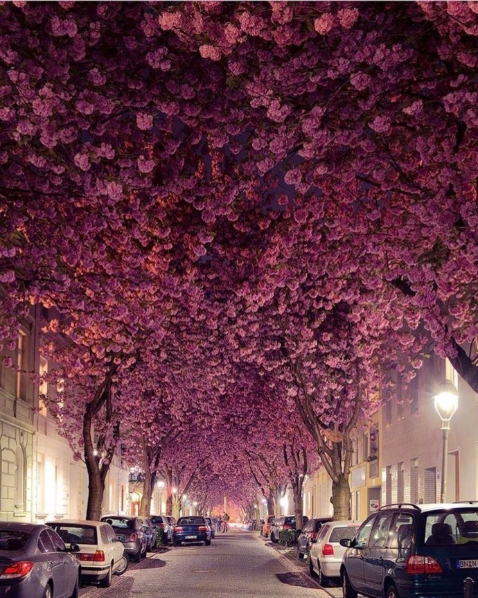 德国波恩赫尔街(Heerstrasse)的樱花巷风景图片好浪