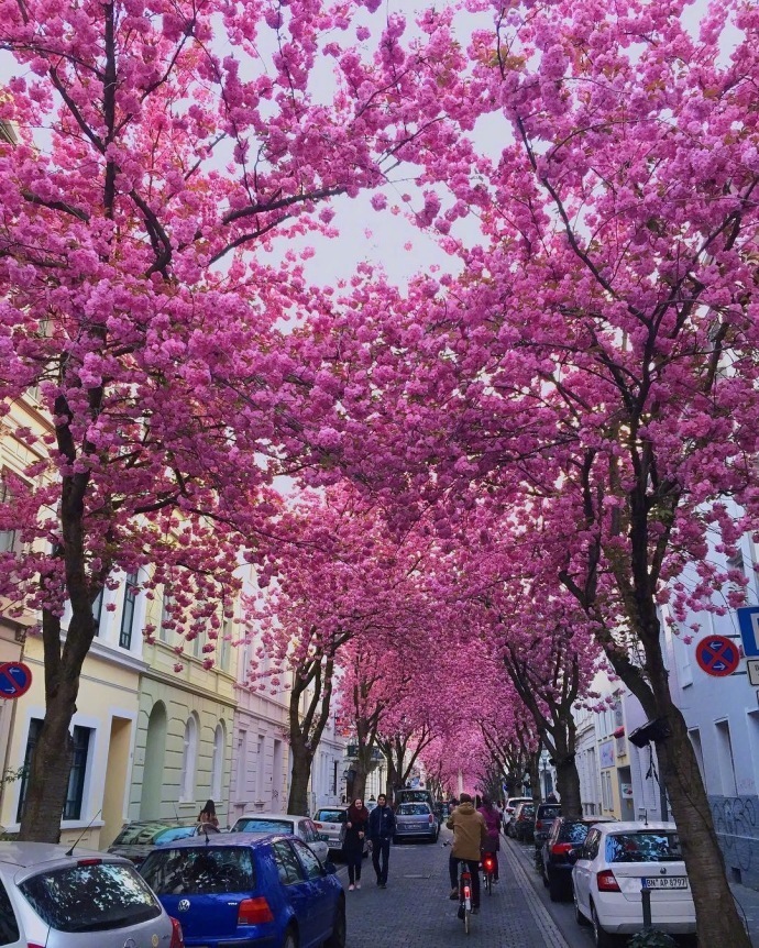 德国波恩赫尔街(Heerstrasse)的樱花巷风景图片好浪