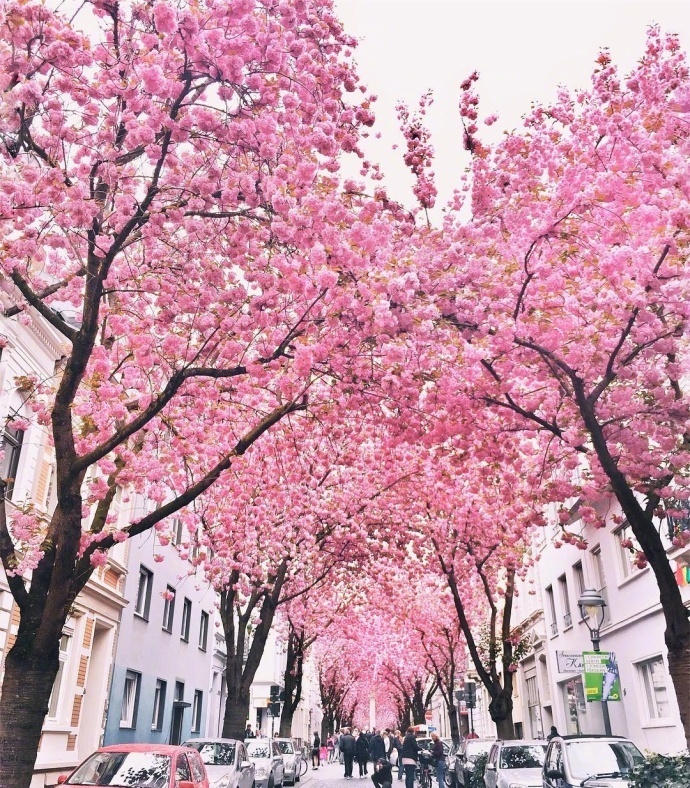 德国波恩赫尔街(Heerstrasse)的樱花巷风景图片好浪