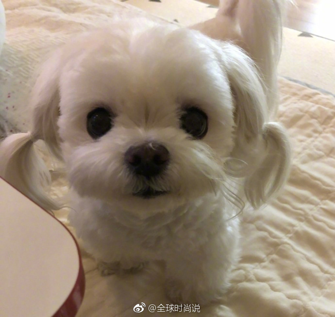 萌宠狗狗图片_扎双马尾的可爱马尔济斯犬图片