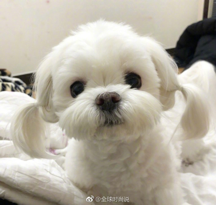 萌宠狗狗图片_扎双马尾的可爱马尔济斯犬图片