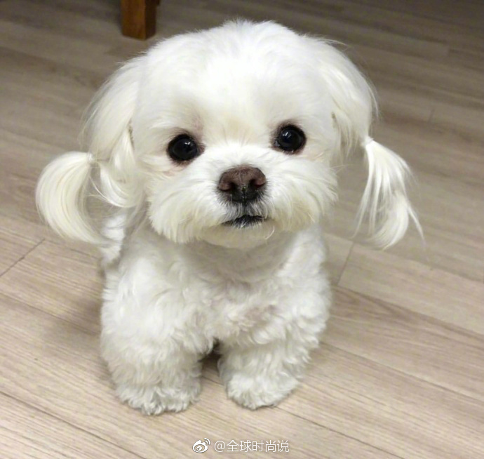 萌宠狗狗图片_扎双马尾的可爱马尔济斯犬图片