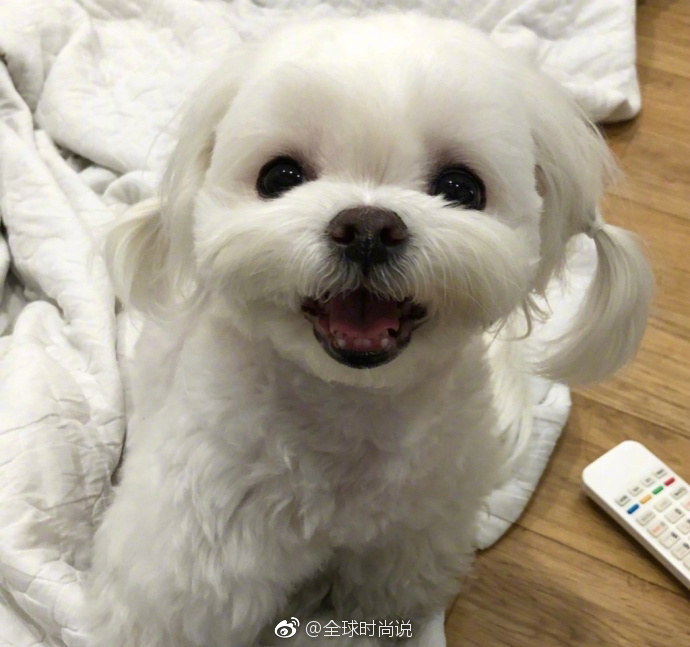 萌宠狗狗图片_扎双马尾的可爱马尔济斯犬图片