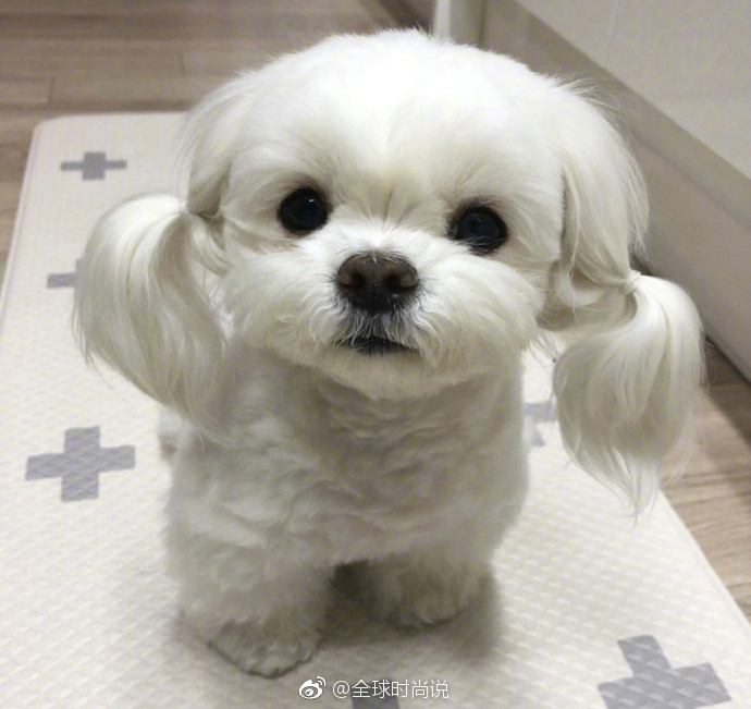 萌宠狗狗图片_扎双马尾的可爱马尔济斯犬图片