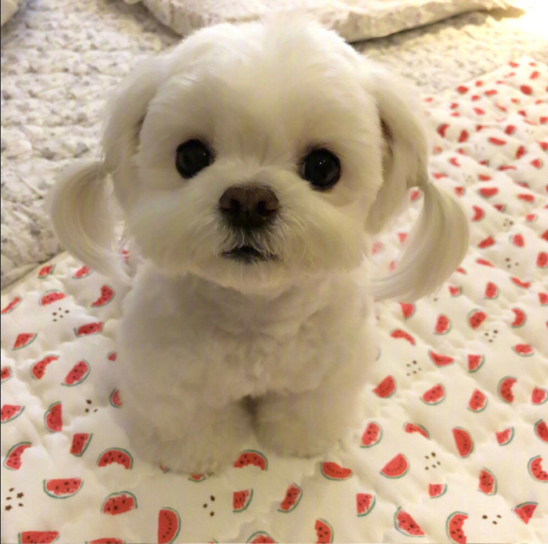 萌宠狗狗图片_扎双马尾的可爱马尔济斯犬图片