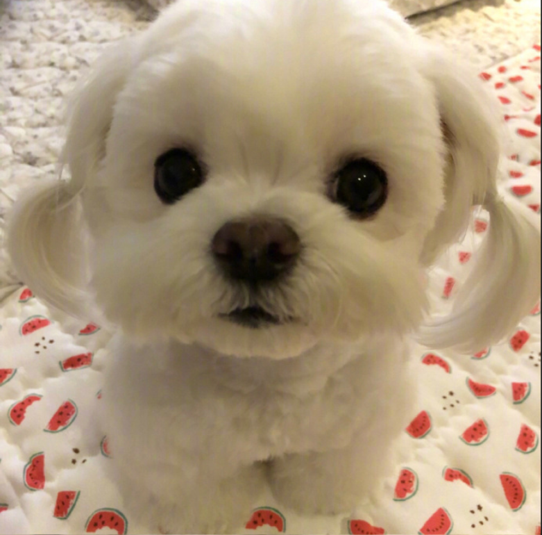 萌宠狗狗图片_扎双马尾的可爱马尔济斯犬图片