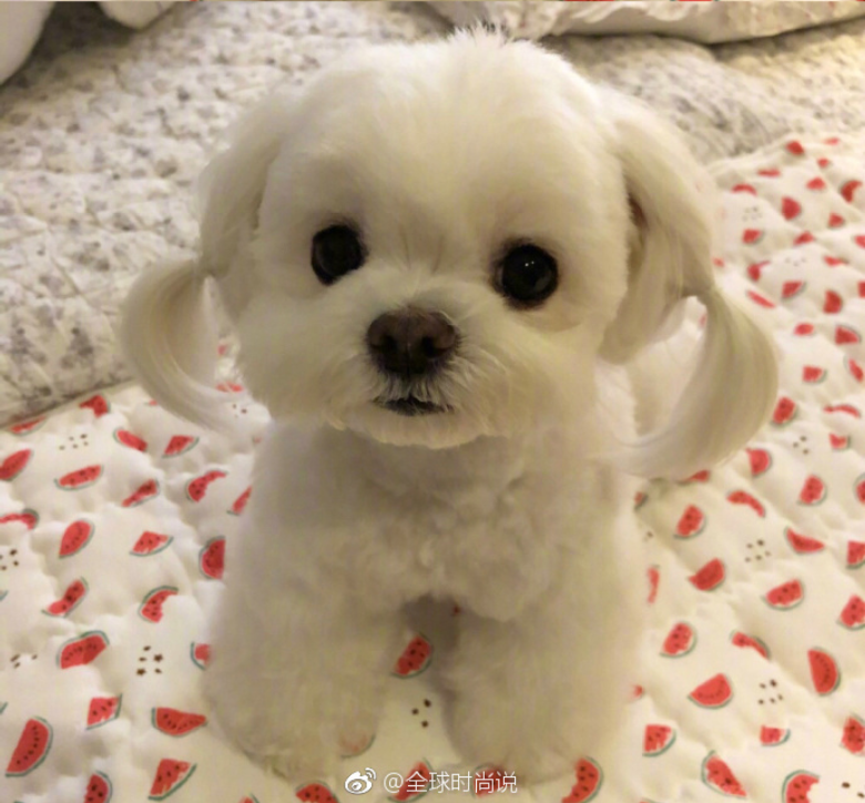 萌宠狗狗图片_扎双马尾的可爱马尔济斯犬图片