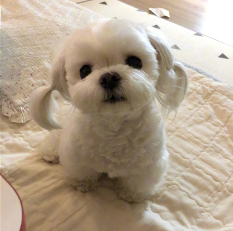 萌宠狗狗图片_扎双马尾的可爱马尔济斯犬图片